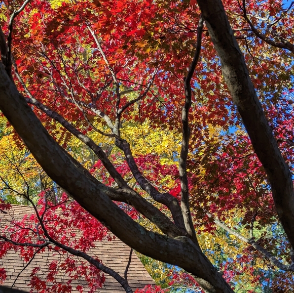 Meet your Posher, Valerie - Picture 1 of 4